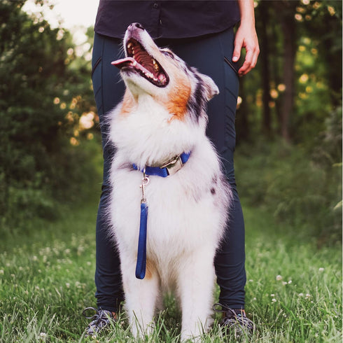Blue-9 Dog Training Leash, 9 Inch Tab Lead for Obedience, Recall, and Agility Training, Made in The USA, Black