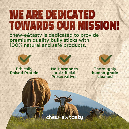 12" (Pack 5) 100% chew-e&tasty Monster Odor Free Bully Sticks of - Long Lasting Beef Chews - Beef Single Ingredient