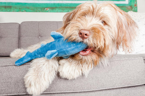Tank The Shark Tuff Dog Toy