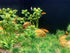 BEGONDIS 18 Pcs Artificial Green Water Plants Flower Set for Fish Tank Aquarium Decorations