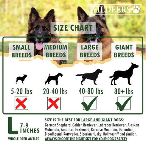 Wildeers Large Deer Antlers for Dogs - Premium Antler Chews - Made in USA, Naturally Shed, Healthy Treat - Grade A, 7-9