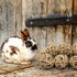 Bac-kitchen 10 Chinchilla Accessories(10Pcs) Pcs Small Animals Play Balls Rolling Activity Chew Toys Gnawing Treats
