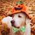 2023 NEW Halloween Holiday Dog Collar with Bow Tie for Boys and Girls, Suitable for Small Medium Large Dogs
