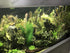 BEGONDIS 5Pcs Fish Tank Artificial Green Water Plants, Made of Silk Fabrics and Plastic Decorations