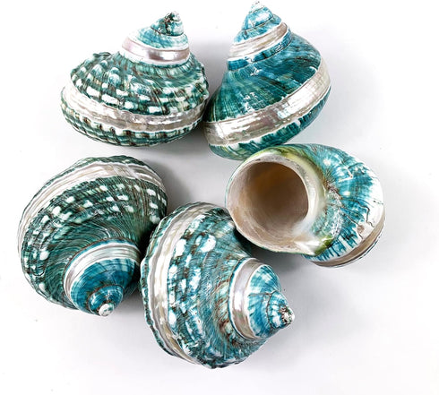 Heyiwell 3.5"~4.5" Inch Natural Large Jade Banded Turbo Seashells&Hermit Crab Shells