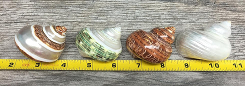 4 2-2.5" 1" Hermit Crab Shells | Turbo Shells | Assorted Turbo Shells | Opening Size Approx. | Hermit Crab House