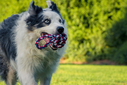 Dog Cotton Rope Toys Set for Medium and Large Dogs - Almost Indestructible, Washable Dental Floss, Tough Tug of