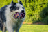 Dog Cotton Rope Toys Set for Medium and Large Dogs - Almost Indestructible, Washable Dental Floss, Tough Tug of