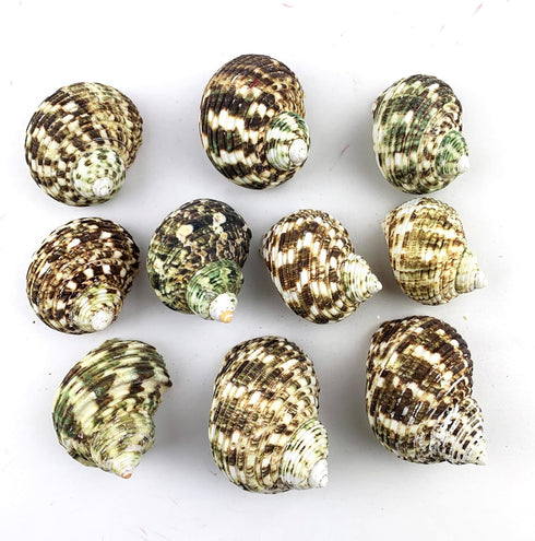 10PC Natural Green Hermit Crab Shells, Turbo Sea Shell for Hermit Crab Supplies Decor