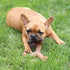 Chew King Dog Bacon Lovin’ Wishbone, Textured Nylon Bones, Bacon Flavored Chew Toy for All Breed Sizes