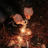 ueberleben Zuenden Fire Starter - Handcrafted Wood Handle Ferro Rod, Survival Igniter with Neck Lanyard & Multi-Tool