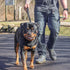 Coastal Pet Double-Ply Dog Traffic Leash - Traffic Leash for Dogs - Durable Dog Leash Perfect for Vet Visits - Short Leash for Leash Training - Black, 1" x 24"