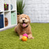 goDog 2-Pack Silent Squeak Ball Dog Toy Set - For Light to Moderate Chewers, Orange/Pink