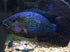 Aquatic Foods Inc. 3/8" 1/2" Rodents3oz Red Shrimp - Freeze Dried to Red River Shrimp for All Tropical Fish, Marine