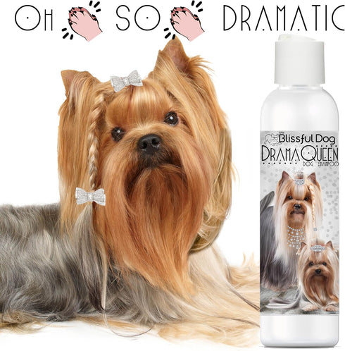 The Blissful Dog Drama Queen Luxury Dog Shampoo, Nourishing Supplies for Soft, Silky, Shiny Coat, 8 oz Moisturizing