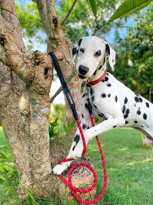 Sentry Heavy Duty Rope Dog Leash, 6 Foot with Lockable Metal Carabiner, Reflective for Safe Night Walks