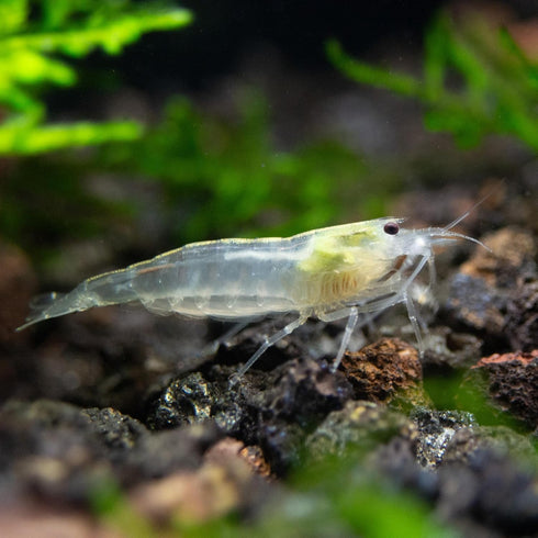 100% (3 Aquatic Arts Snow Amano Shrimp Live Freshwater Algae-Eater (Caridina multidentata) | Hardy & Tank-Bred |