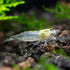 100% (5 Aquatic Arts Snow Amano Shrimp Live Freshwater Algae-Eater (Caridina multidentata) | Hardy & Tank-Bred |