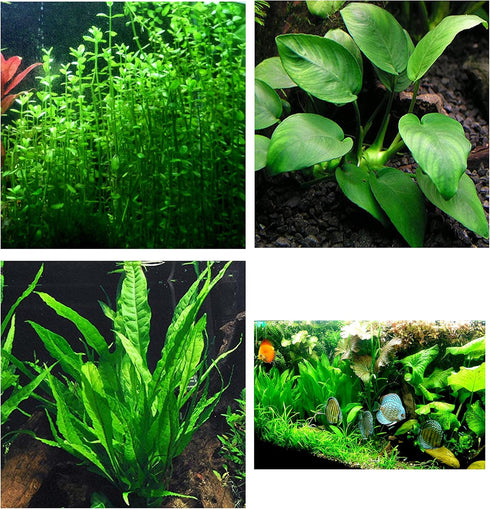 Aquatic Discounts 3 Different Types of Beginner/Super Easy Live Aquarium Plants - Bacopa +