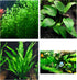 Aquatic Discounts 3 Different Types of Beginner/Super Easy Live Aquarium Plants - Bacopa +
