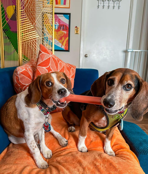 Nylabone Power Chew Classic Bone Chew Toy for Dogs, Bacon Flavor, Large/Giant - Up to 50 lbs. (1 Count)