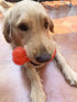 Non-Toxic Dog Squeaky Toys Value Set, TPR Rubber Balls, Spikey Chew Toys for Small Medium Dogs, Puppy Teething Toys