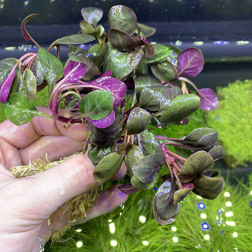 Dwarf Lobelia Cardinalis Live Aquarium Plant - Ideal Shelter