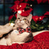 Christmas Cat Collar with Bow Tie and Bell, 2 Pack Holiday Breakaway Collar for Male Female Cats