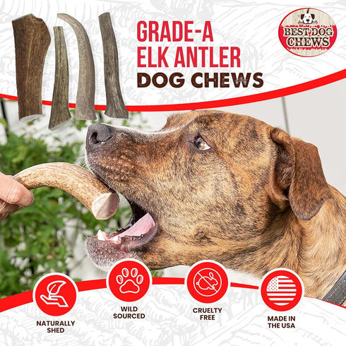 Best Chews Whole Elk Antlers for Dogs – Natural USA Sourced Antlers for Aggressive Chewers, Promotes Oral Health