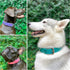 Tuff Pupper Classic Heavy Duty Dog Collar | 10x Stronger Than Leather, 100% Waterproof & Odor Proof