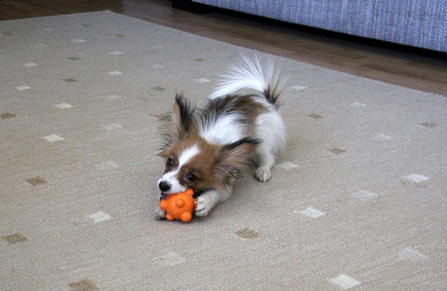 Bumpy Bouncy Solid Rubber Ball, Great Chew Toy for Teething Puppies, Orange