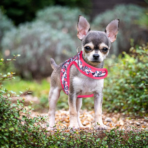 Mile High Life Dog Harness, Air Mesh Floral Vest for 20 lbs Small Dogs & Cats, Adjustable Easy Closures (Peony, XS)