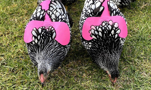 4 Pack DOWN UNDER OUTDOORS VERY VERY SMALL PVC Chicken Saddles, Bantams, Young Birds