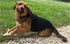 Premium Deer Antler Pieces - Dog Chews, Sold by The Pound