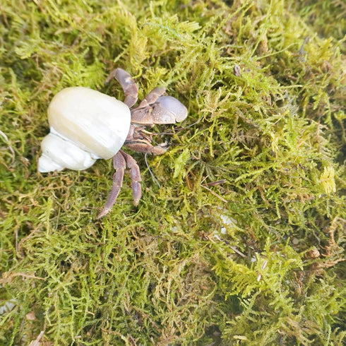 4oz Hermit Crab Moss Substrate, Perfect for Terrarium Habitat Decor& Tank Accessories, Humidity Control & Small Pet