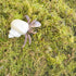 4oz Hermit Crab Moss Substrate, Perfect for Terrarium Habitat Decor& Tank Accessories, Humidity Control & Small Pet