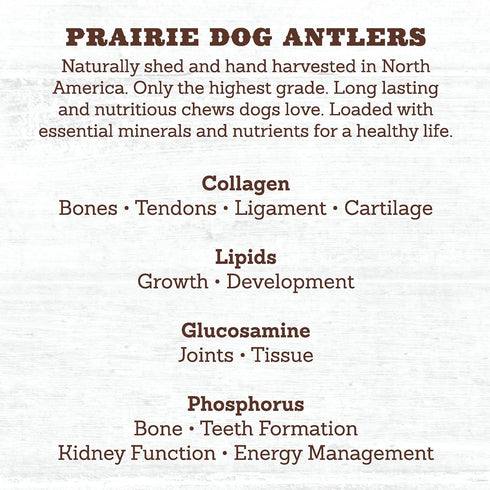 Prairie Dog Antlers, North American Whole Deer Antler, MEDIUM, Naturally Shed, 6-7.5 inches long