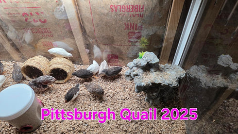 Generic 24ct + Extras Rare Exotic Colors Button Quail Hatching Eggs