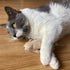 SPOT Flat Mouse Frankie with Catnip, Cat Toy, 5.5in Plush Mice with Catnip and Crinkle Sound, Perfect for Chasing