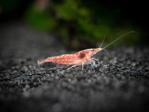 1 1/2 1 inch Aquatic Arts Live Freshwater Sakura Red Cherry Shrimp (Neocaridina davidi) - Breeding Age Young Adult