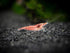 1 1/2 1 inch Aquatic Arts Live Freshwater Sakura Red Cherry Shrimp (Neocaridina davidi) - Breeding Age Young Adult