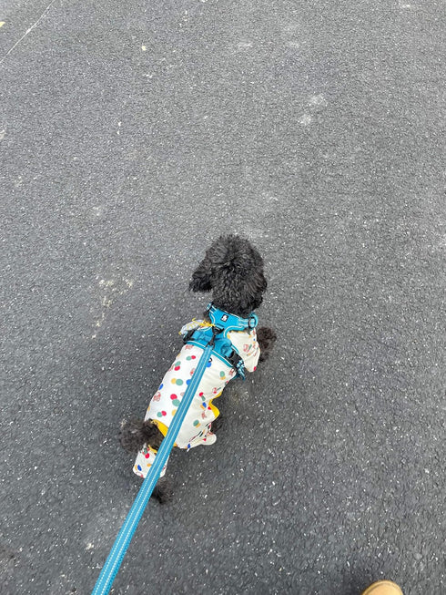 TRUE LOVE Reflective Dog Leash, Padded Puppy Walking Lead, Length 200cm Truelove TLL2111 (Blue, M)