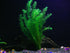 AquaLeaf Aquatics 30+ 8 Stems - Species - - Anacharis, Amazon, Rotala, Ludwigia and More!