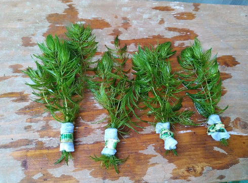 Generic 4 Bunches of Live Hornwort Aquarium Plants, 3 Stems Each Bunch, 6-8