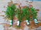 Generic 4 Bunches of Live Hornwort Aquarium Plants, 3 Stems Each Bunch, 6-8