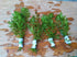 Generic 4 Bunches of Live Hornwort Aquarium Plants, 3 Stems Each Bunch, 6-8