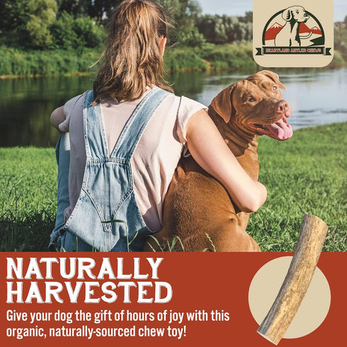 Heartland Elk Antlers for Dogs - Grade A Naturally Shed Antlers | Chew Toy for Aggressive Chewers & Teething Puppies
