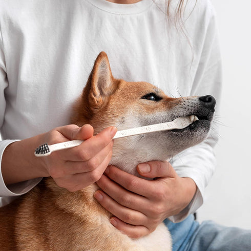 BLEEKER & RWE Packaging (10) Eco Friendly Pet Toothbrushes, Individually Wrapped, Recyclable