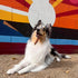 10 Count Cadet Bully Sticks for Large Dogs, All-Natural Beef Pizzle, Rawhide-Free Long-Lasting Dog Chews for Aggressive