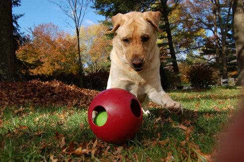 Large/8 Inches, Jolly Pets Teaser Ball Dog Toy, Red